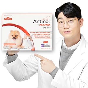 안티놀코리아